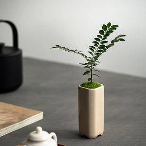 小叶紫檀盆栽室内茶室禅意植物客厅桌面观叶花卉四季好养净化空气