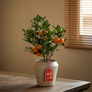 静艺花舍 金桔树盆栽带果办公室内茶桌面植物耐寒招财年宵花绿植