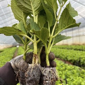 云南大花重瓣绣球花苗无尽夏八仙花苗四季开花带土发货活庭院花卉