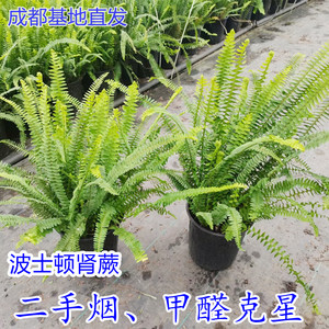 肾蕨盆栽波斯顿蕨类排骨草 室内外观叶植物 庭院花镜蕨类阳台客厅