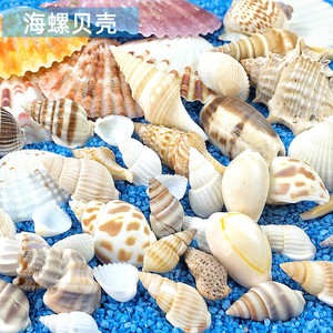10个天然小海螺小贝壳diy水晶滴胶 海洋风格东风螺贝壳鱼缸许愿瓶