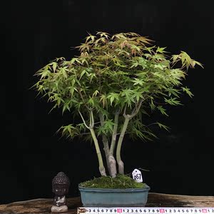 日本鸡爪槭红枫盆景老桩一物一拍矮霸丛林青枫禅意茶台绿植盆栽