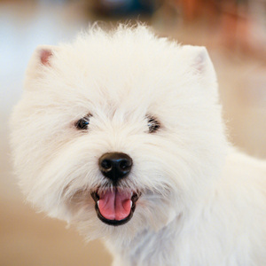 西高地白梗幼犬活物狗纯种血统犬舍小型犬白色小狗不咬人的宠物狗