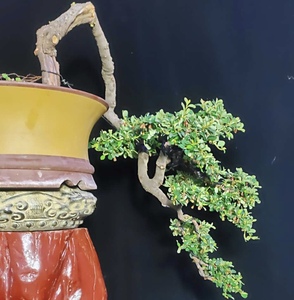 荀子老桩盆景米叶红花荀子绿植包邮结果植物开花盆景不落叶红果