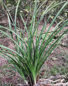 小花惠兰浓香型盆景植物绿植室内盆栽观叶好养四季常绿包邮