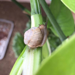 皱疤坚螺 观赏蜗牛 宠物爬宠 学生教学科学课实验蜗牛活体 包邮