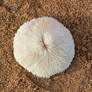 天然白珊瑚圆形海菊花海蘑菇贝壳鱼缸造景道具装饰品摆件水晶消磁