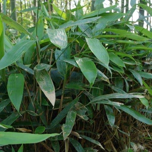 粽叶苗竹叶苗箬竹叶苗粽子叶苗野生包粽子叶苗现挖修剪发货盆栽