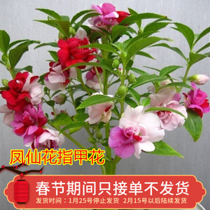 凤仙花指甲花苗