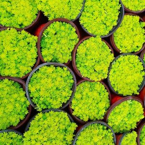 黄金草多肉种子万年草植物多肉盆栽办公室薄雪草肉花卉绿植阳台花