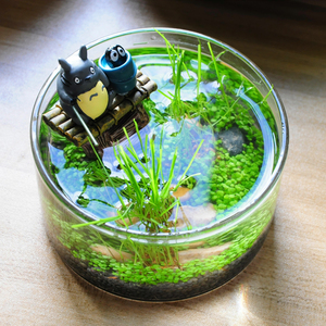 微景观钓鱼桌面小鱼缸紫砂陶瓷玻璃缸植物水草种子创意diy盆栽