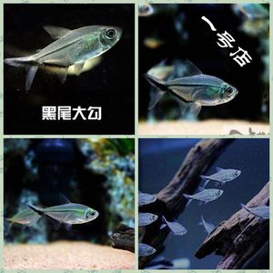 热带鱼黑尾大勾