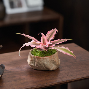 姬凤梨盆栽五彩凤梨多肉植物办公室迷你桌面小摆件苔藓微景观花卉