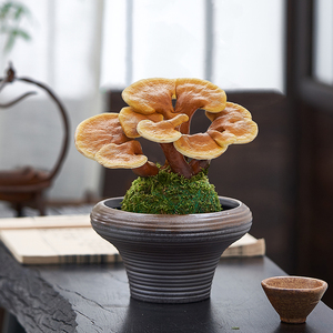 灵芝盆栽苔藓球水培植物室内桌面茶室办公室小盆景创意摆件好养花