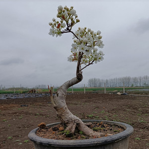 梨树树盆栽