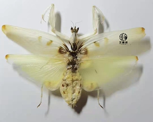 吴超全彩页 中国昆虫图鉴 螳螂书螳螂书籍 幽灵兰花圆盾螳螂卵螳螂