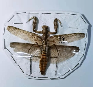 艺触阁 双盾螳螂标本 昆虫工艺 博展装饰品 印度尼西亚产地