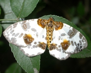 艺触阁 丝棉木金星尺蛾标本 昆虫工艺 博展装饰品 吉林蛟河产地