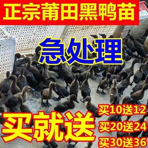 莆田黑鸭苗活体活物药鸭子小鸭子黑壳蛋鸭高产蛋鸭幼苗崽黑鸭苗