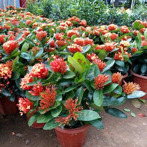 【山丹丹花盆栽】山丹丹花盆栽品牌,价格 - 阿里巴巴