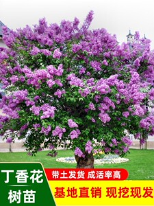 丁香花树苗耐寒耐热庭院四季开花地栽植物花卉苗工程绿化苗木盆栽