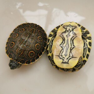 大河甜甜圈龟活体塔巴斯哥乌龟水龟宠物龟观赏龟中美彩龟