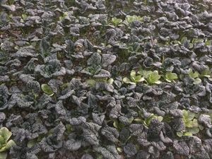 乌塌菜生长期温度在0下几度不受伤害?