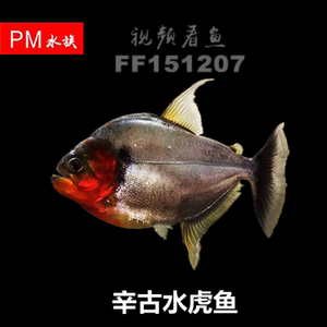 巴西辛古水虎 大型淡水热带鱼s属凶猛食肉性观赏鱼秘鲁普黑活体鱼