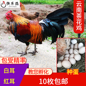 云南茶花鸡土鸡蛋受精蛋种蛋孵化的蛋纯种土鸡蛋受精卵红茶花鸡蛋