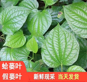 现摘新鲜假蒌叶天然蛤蒌叶青蒌叶假娄菜山蒌野菜越南香叶500g包邮