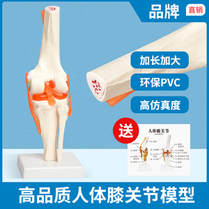 膝关节模型附韧带人体骨骼教学练习医用功能展示肩颈脊椎骨架骨科