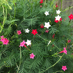 羽叶茑萝花种子圆叶莺萝爬藤植物庭院室内外阳台花卉五角星花种籽