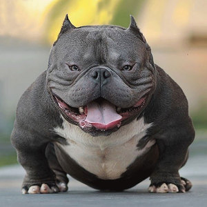 美国恶霸犬巨型