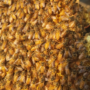 佳乐佳贸易88淘宝中蜂蜂王种王产子川东蜂邻水王