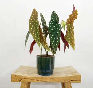 鳟鱼秋海棠竹节枫叶富士山白冰粉点盆栽热带绿植花卉观叶