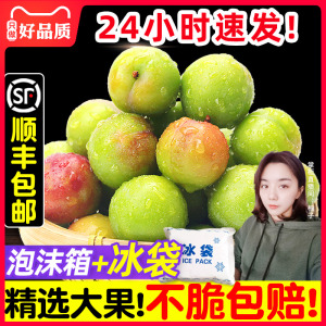 顺丰现货李子新鲜水果2/5斤孕妇水果当季酸脆三月李青三华李包邮