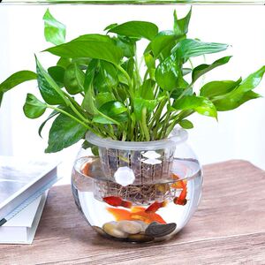 水培植物鱼缸长方形