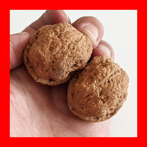 龙甲狮子53云南野生文玩铁核桃蛤蟆头疙瘩包血舍利太湖石元宝清仓