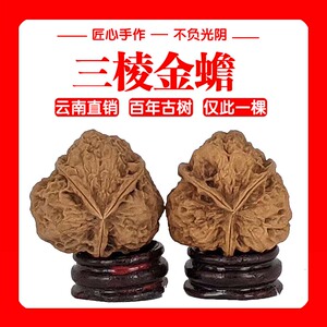 三棱金蟾07云南野生文玩铁核桃蛤蟆头疙瘩包血舍利鸭嘴兽精对清仓