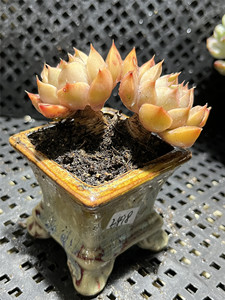 夏梦多肉植物控养粗腿老桩净化空气窗台 新手容易一物一拍