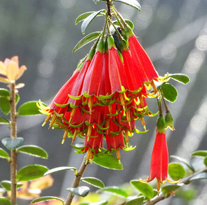 小叶五翅莓 庭院盆景绿植云南倒挂金钟深红树萝卜