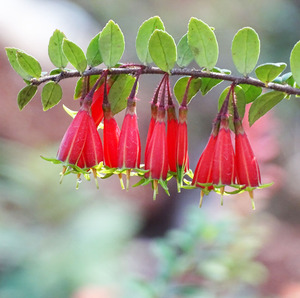 小叶五翅莓 庭院盆景绿植云南倒挂金钟深红树萝卜