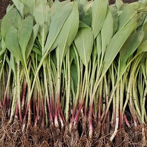 山葱苗寒葱茖葱熊葱鹿耳韭苗10株起拍天气炎热时发货减去部分茎叶