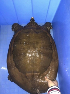 甲鱼40斤