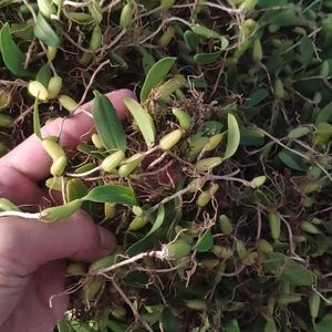 石橄榄新鲜包邮野生