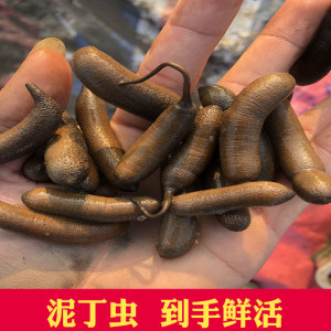 安海泥虫非沙虫新鲜海肠厦门泉州土笋冻原料星虫500克土钉泥丁虫