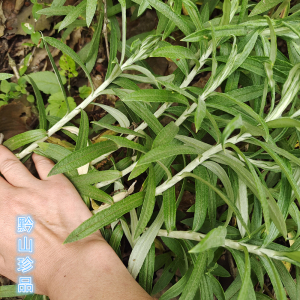 避风草山萩大火草九头艾深山中药材珠光香草大叶白头翁毛女二草