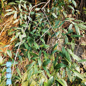 贵州新鲜白龙须百尾笋山竹花根宝铎草庭院阳台盆栽花卉植物万寿竹