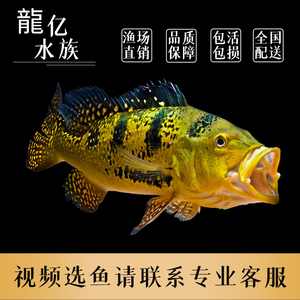 【巴西亚鱼黄金】巴西亚鱼黄金品牌,价格 - 阿里巴巴