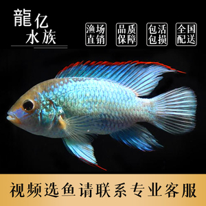 南美鲷短鲷鱼电光翡翠凤凰鱼活体鱼金龙鱼红龙鱼配鱼热带鱼观赏鱼